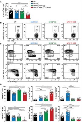 NFAT1 and NFAT2 Differentially Regulate CTL Differentiation Upon Acute Viral Infection